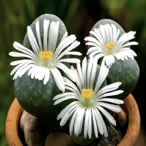 Drei weißblättrige Blüten blühen aus einer Sukkulentenpflanze in einem Tontopf.