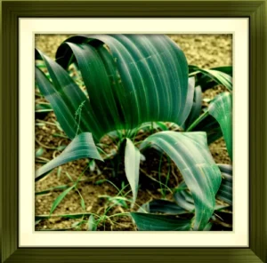 Ein gerahmtes Bild der Welwitschia mirabilis mit nur zwei Blättern und einem sichtbaren Spinnennetz, vor dem erdigen Boden der Namib-Wüste.