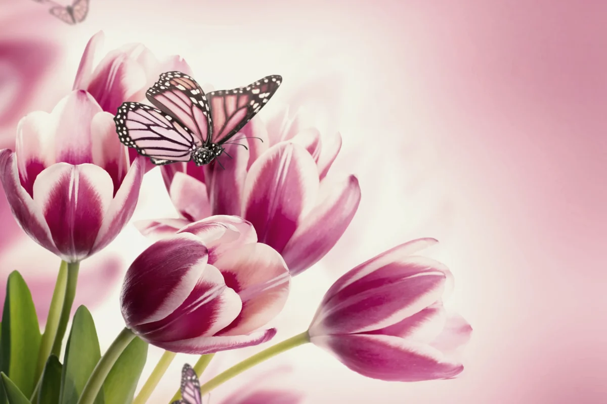 Rosa Tulpen mit weißen Rändern und grünen Stielen, begleitet von Schmetterlingen. Die Worte „Tulpen Pflanzen“ erscheinen in der oberen rechten und unteren linken Ecke des Bildes und zeigen diese wunderschönen Blumen, die unter idealen Tulpen-Lichtverhältnissen gedeihen.