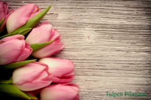 Ein Strauß rosa Tulpen mit grünen Blättern liegt auf einer Holzfläche und genießt das perfekte Sonnenlicht für Tulpen. Der Text „Tulpen Pflanzen“ steht in der unteren rechten Ecke.