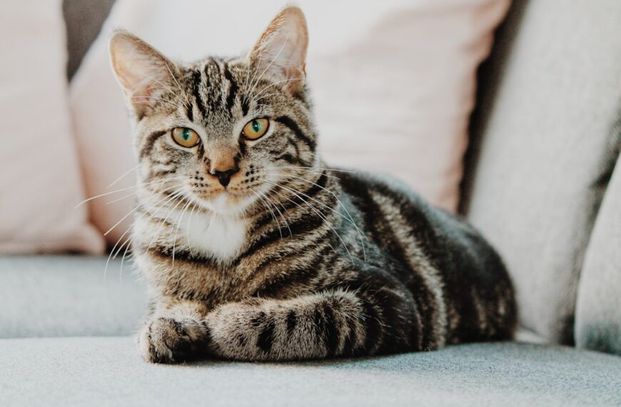 Überblick: Häufige Katzenkrankheiten und ihre Symptome