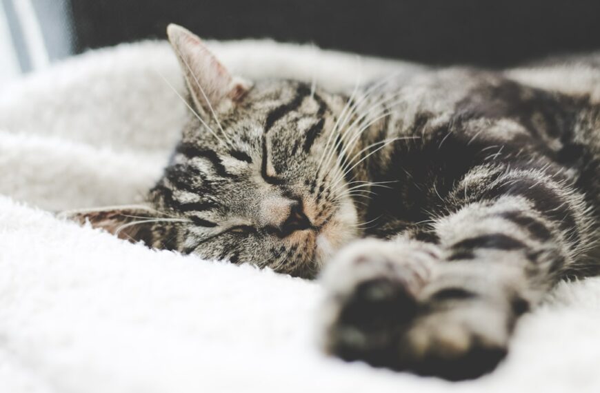 Die süße Welt der Katzenbabys