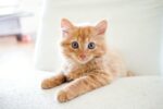 Hygienisch sauberes Katzenklo: Tipps zur Reinigung