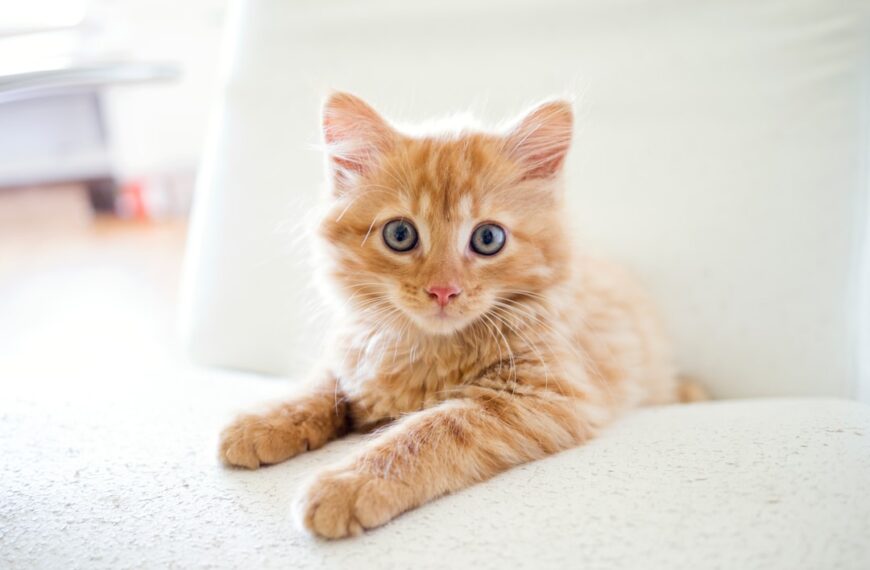 Hygienisch sauberes Katzenklo: Tipps zur Reinigung