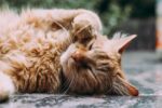 Effektive Katzenpflege: Tipps für gesunde und glückliche Stubentiger