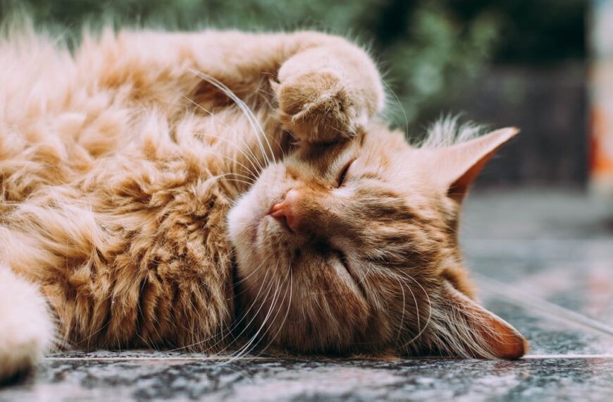 Effektive Katzenpflege: Tipps für gesunde und glückliche Stubentiger