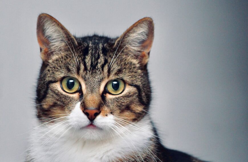 Effektive Geruchsbindung mit hochwertigem Katzenstreu