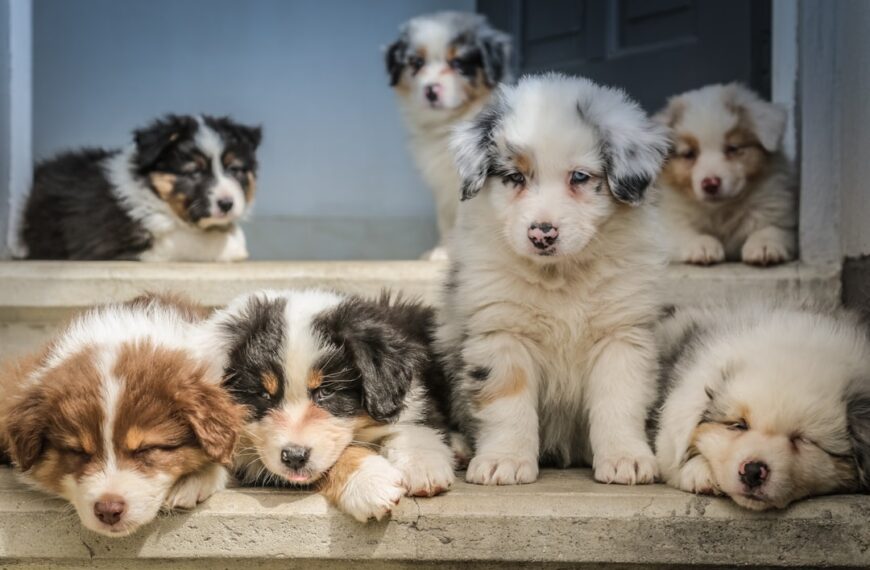 Die süßesten Hundewelpen: Eine unvergessliche Erfahrung