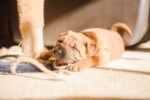 Die Englische Bulldogge: Ein treuer Begleiter