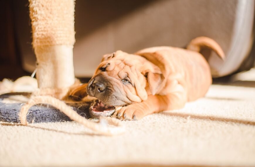 Die Englische Bulldogge: Ein treuer Begleiter