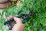 Photo Pruning shears