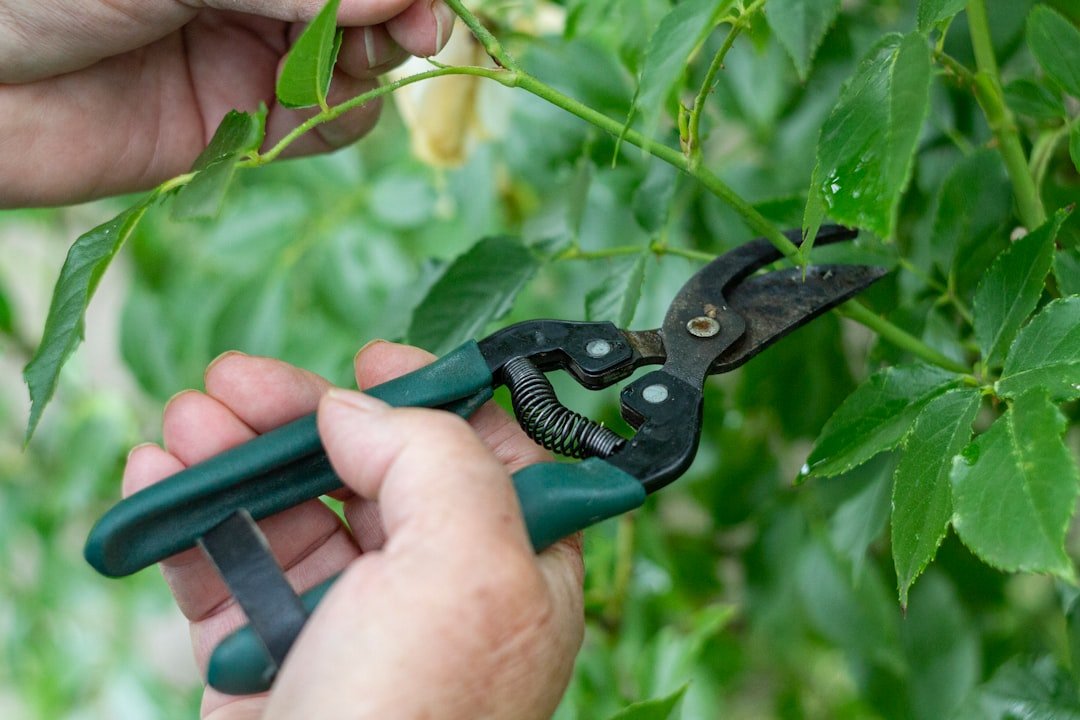 Photo Pruning shears
