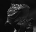 Photo Rose with black spots