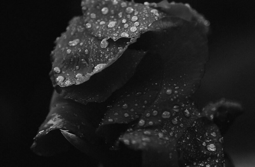 Photo Rose with black spots