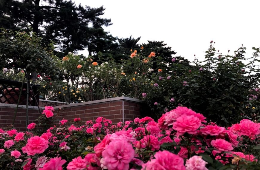 Photo Rose garden