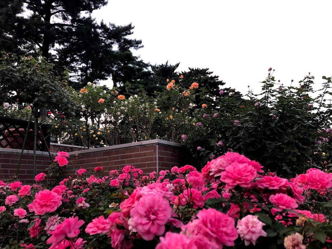 Photo Rose garden