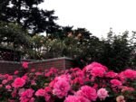 Photo Rose garden