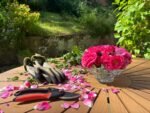 Photo Pruning shears