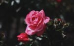 Photo Rose garden