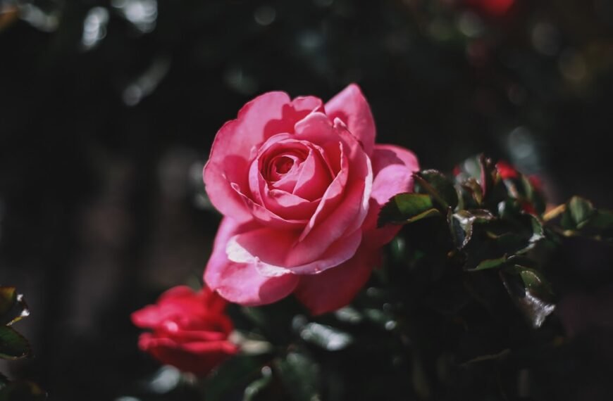 Photo Rose garden