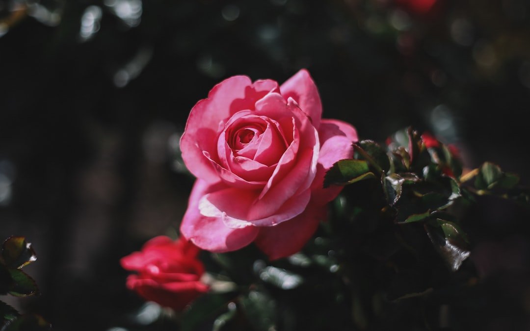 Photo Rose garden