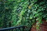 Photo Pruning shears