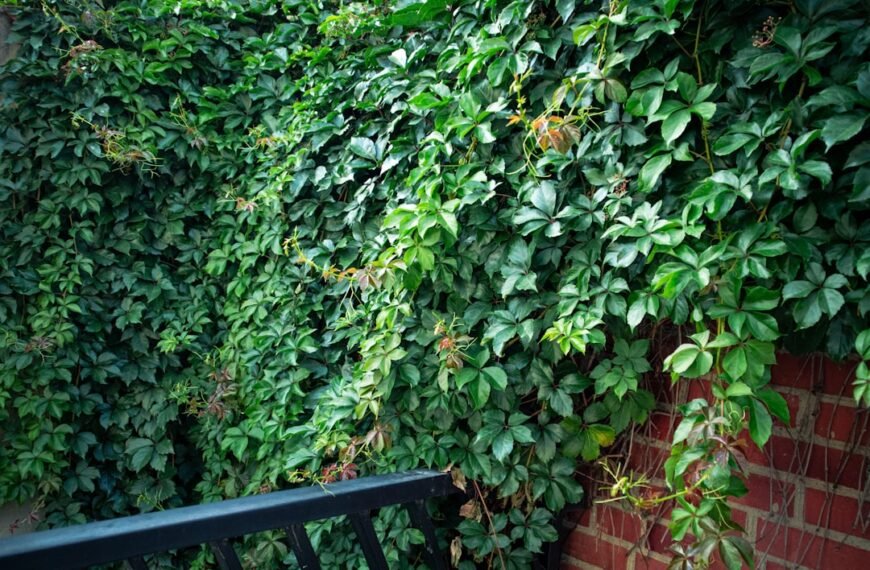 Photo Pruning shears